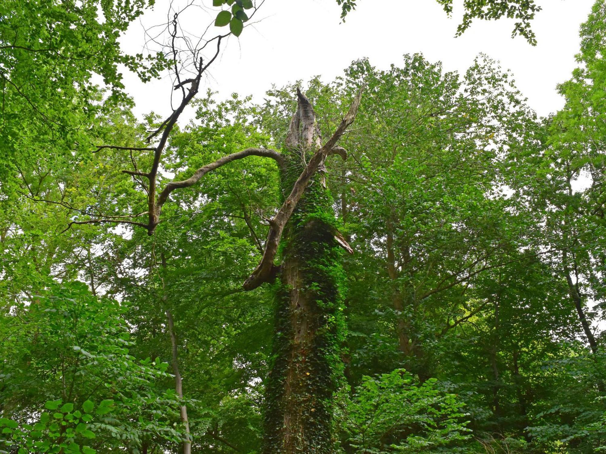 Ferienwohnung Im Gutshaus Alt Krassow Inmitten Der Natur Lalendorf Buitenkant foto